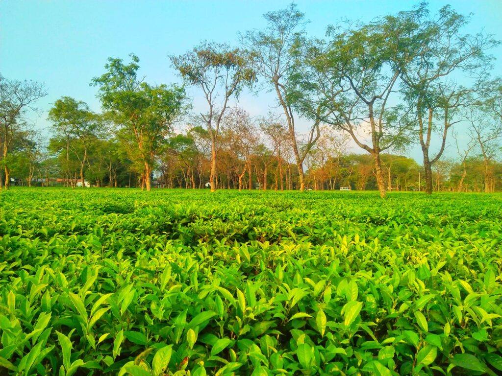 The words of tea workers are unknown to many - Magazine X Time