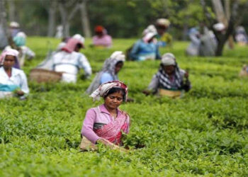 The words of tea workers are unknown to many - Magazine X Time