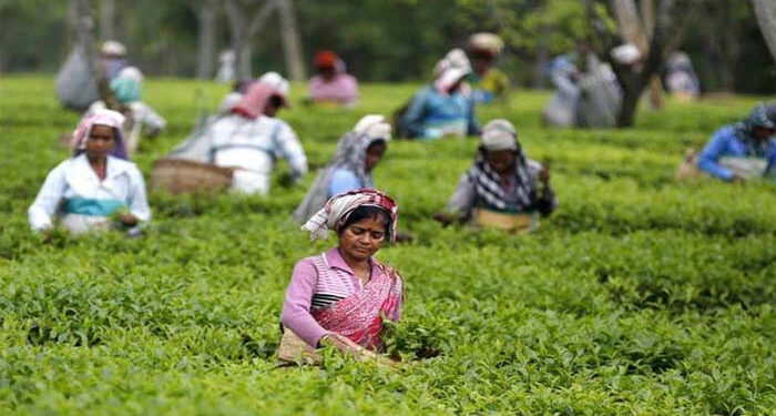 The words of tea workers are unknown to many - Magazine X Time