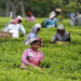 The words of tea workers are unknown to many - Magazine X Time