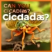 Can You Eat Cicadas? Safety, Taste, and Nutrition Explained