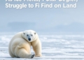 As the Ice Melts, Polar Bears Struggle to Find Food on Land